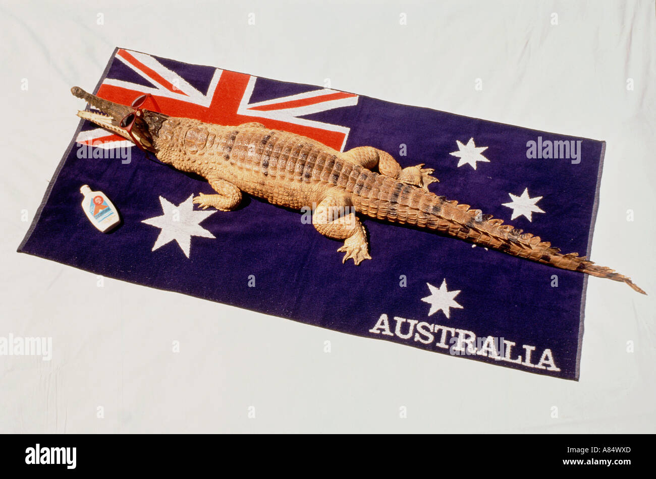Australien. Wildtiere. Süßwasser Krokodil steht auf der australischen Flagge. Stockfoto