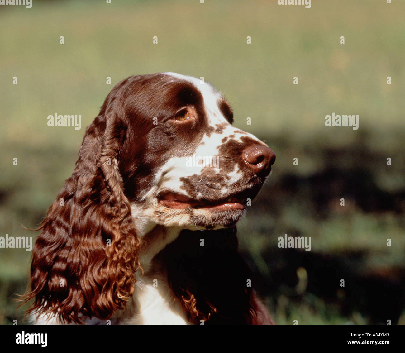 Outdoor Portrait Springer Spaniel Hund. Stockfoto