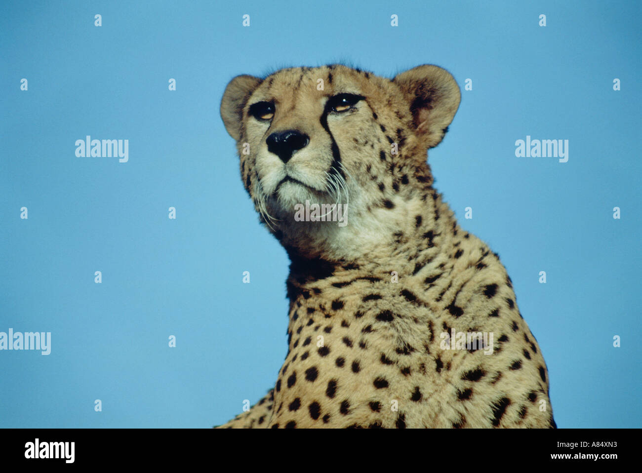 Nahaufnahme der Gepard. Erwachsenes Tier. Stockfoto