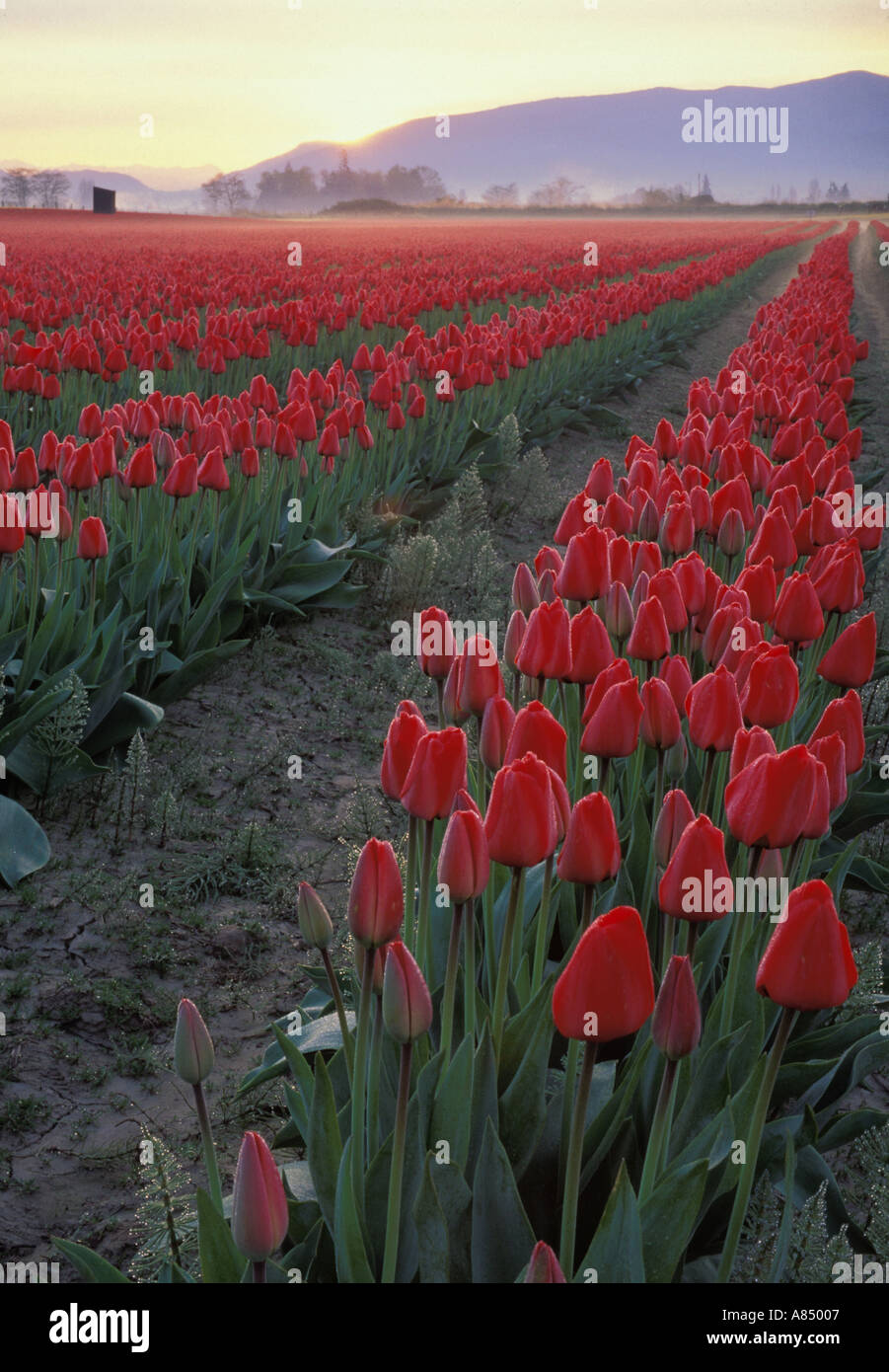 Reihen von roten Tulpen blühen bei Sonnenaufgang Mount Vernon Skagit Valley Washington Stockfoto