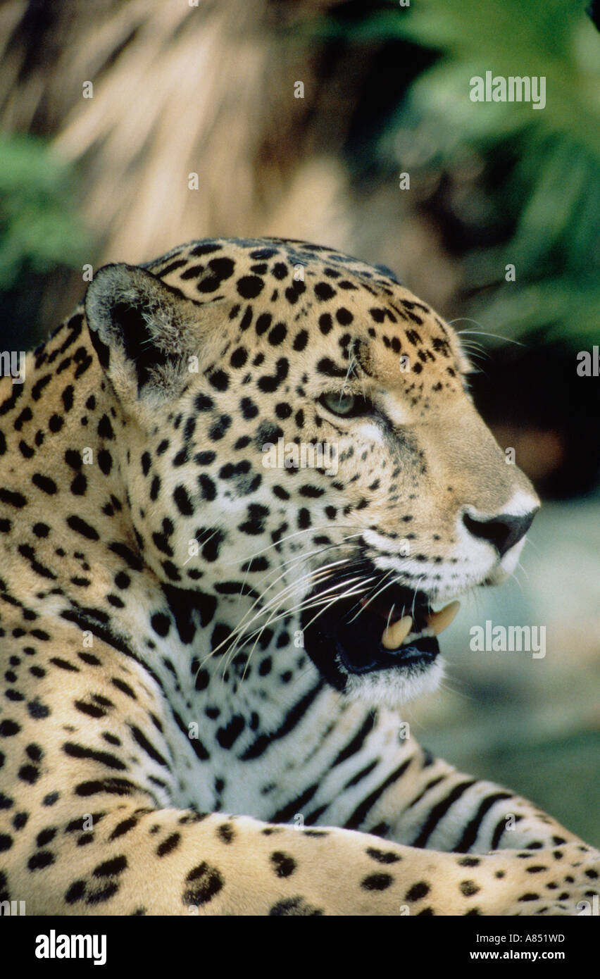 Tierwelt. Südamerikanischen Säugetier. Jaguar. Nahaufnahme von Erwachsenen Tier im Zoo-Gehege. [Panthera Onca]. USA. San Diego Zoo. Stockfoto