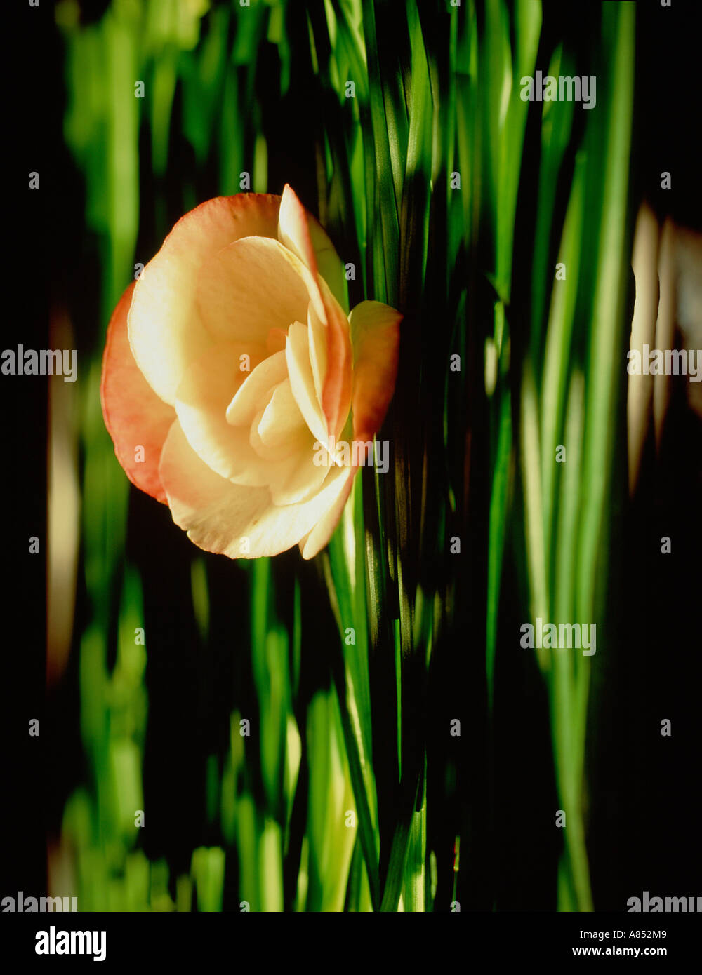 Anlage. Blumenzucht Stockfoto