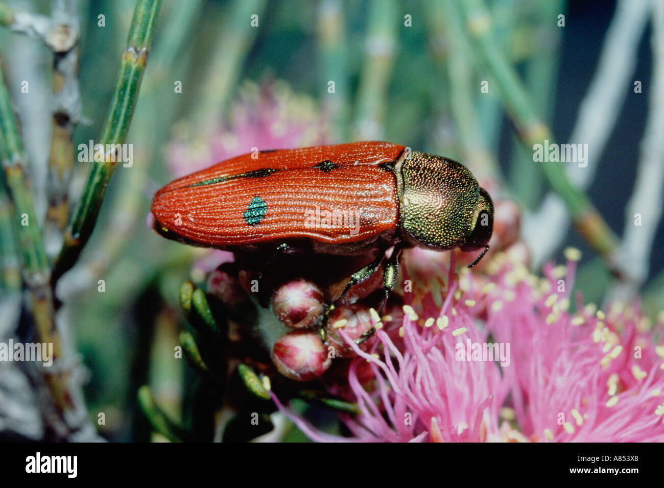 Australien. Nahaufnahme der Juwel Käfer auf wilde Blume. Stockfoto