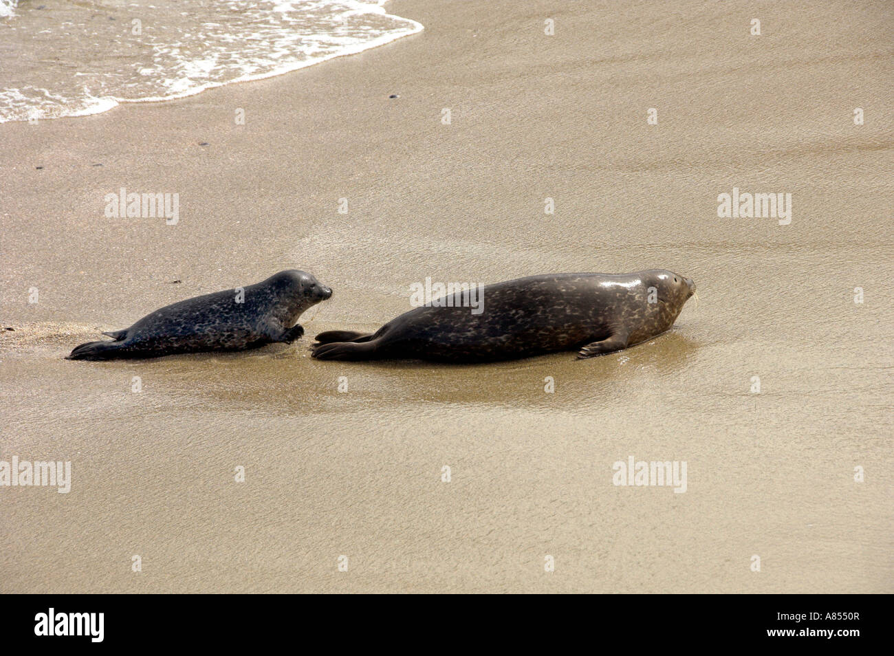Ein Seal Pup und Mutter Interaktion am Strand von La Jolla California USA Stockfoto