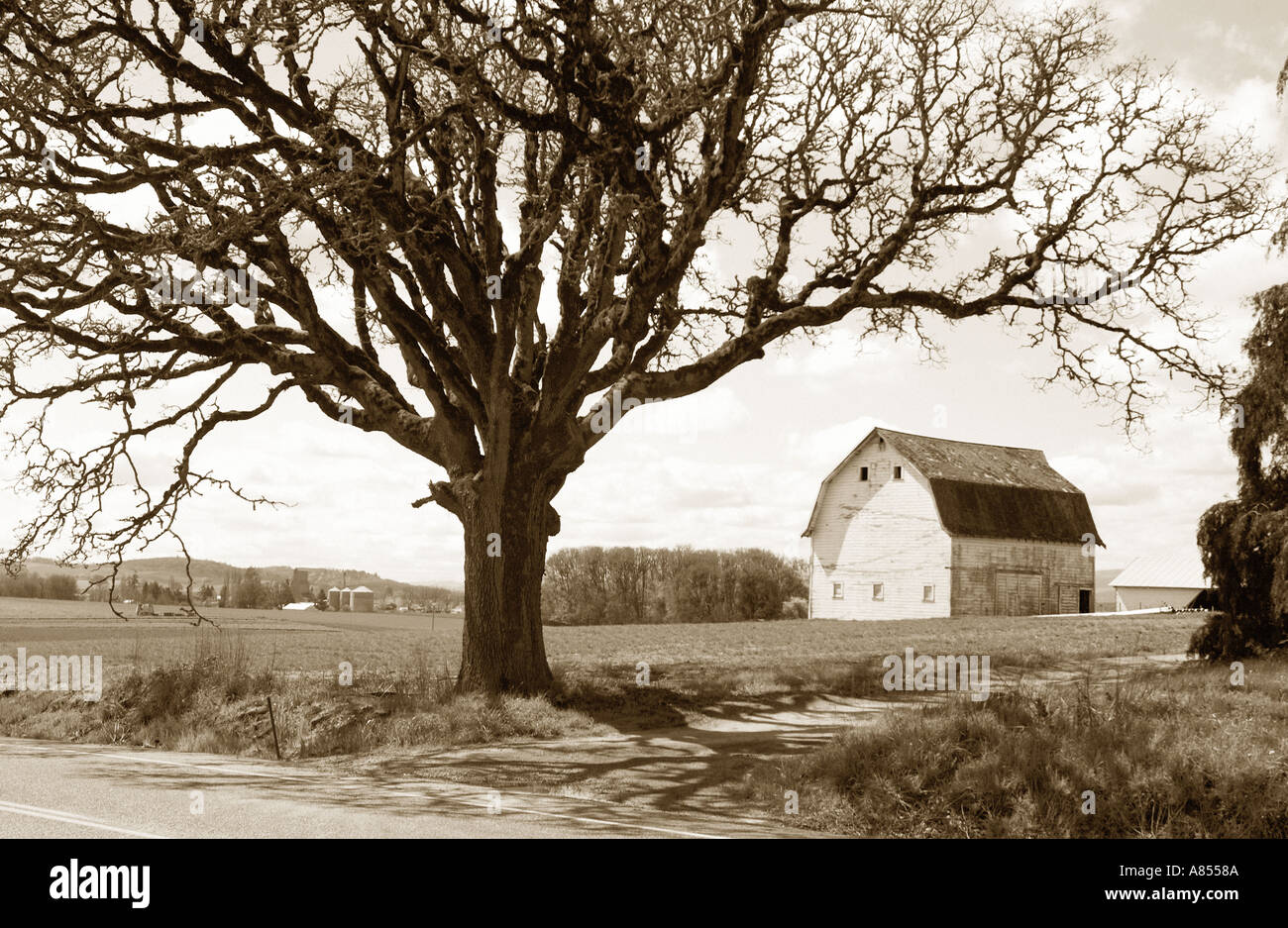 Sepia-Ton Foto der alten Scheune und Eiche Baum Stockfoto