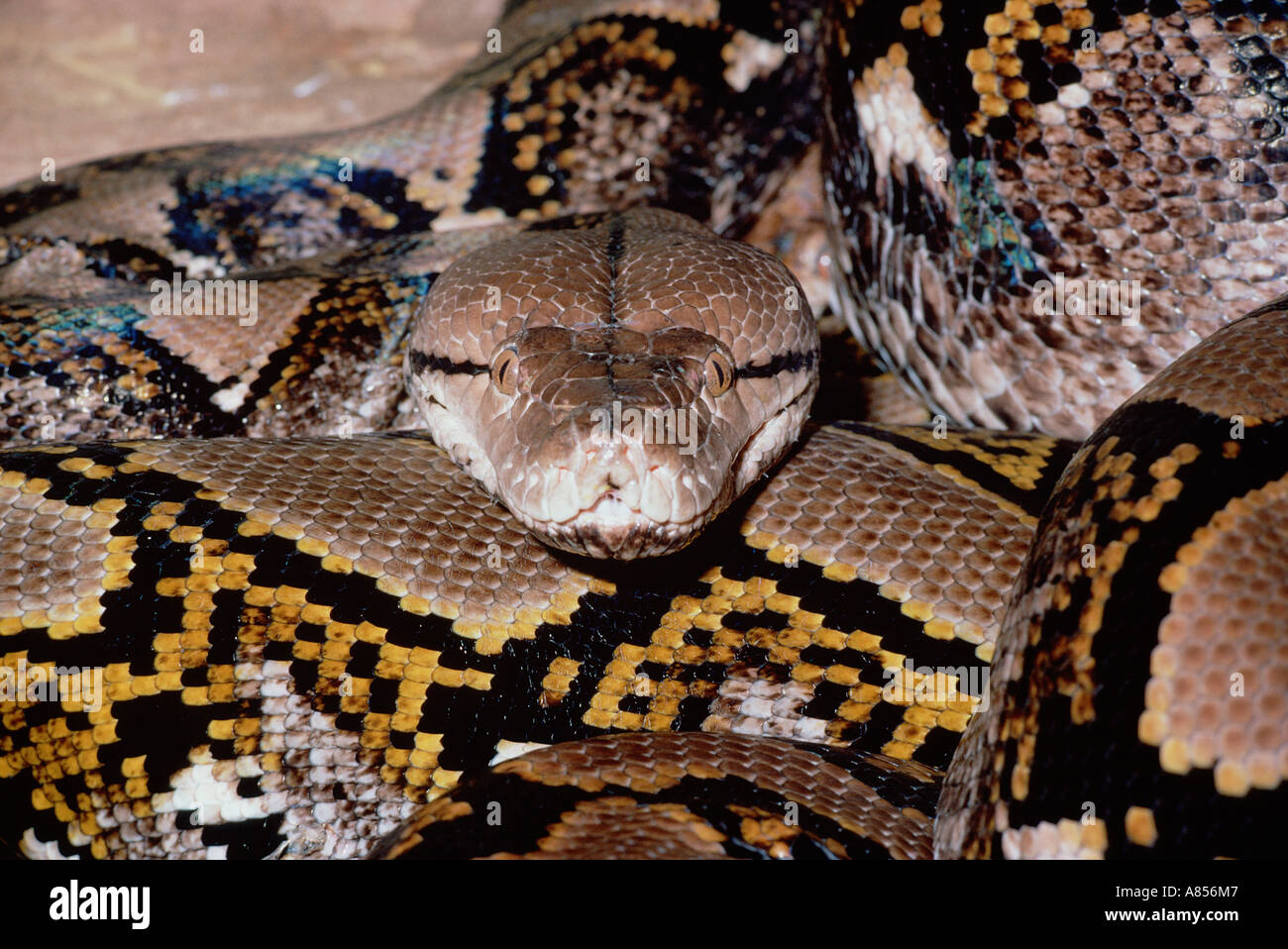 Australia Zoo. Reptile. Schlange. Nahaufnahme der Netzpython. Stockfoto