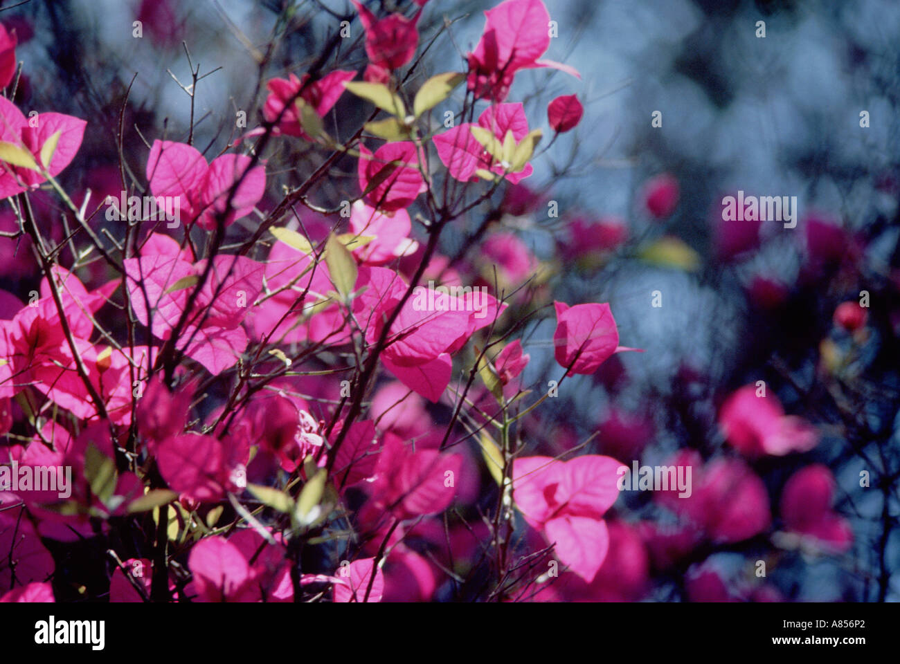 Australien. NSW. Sydney. Die botanischen Gärten. Strauch mit rosa Blättern. Stockfoto