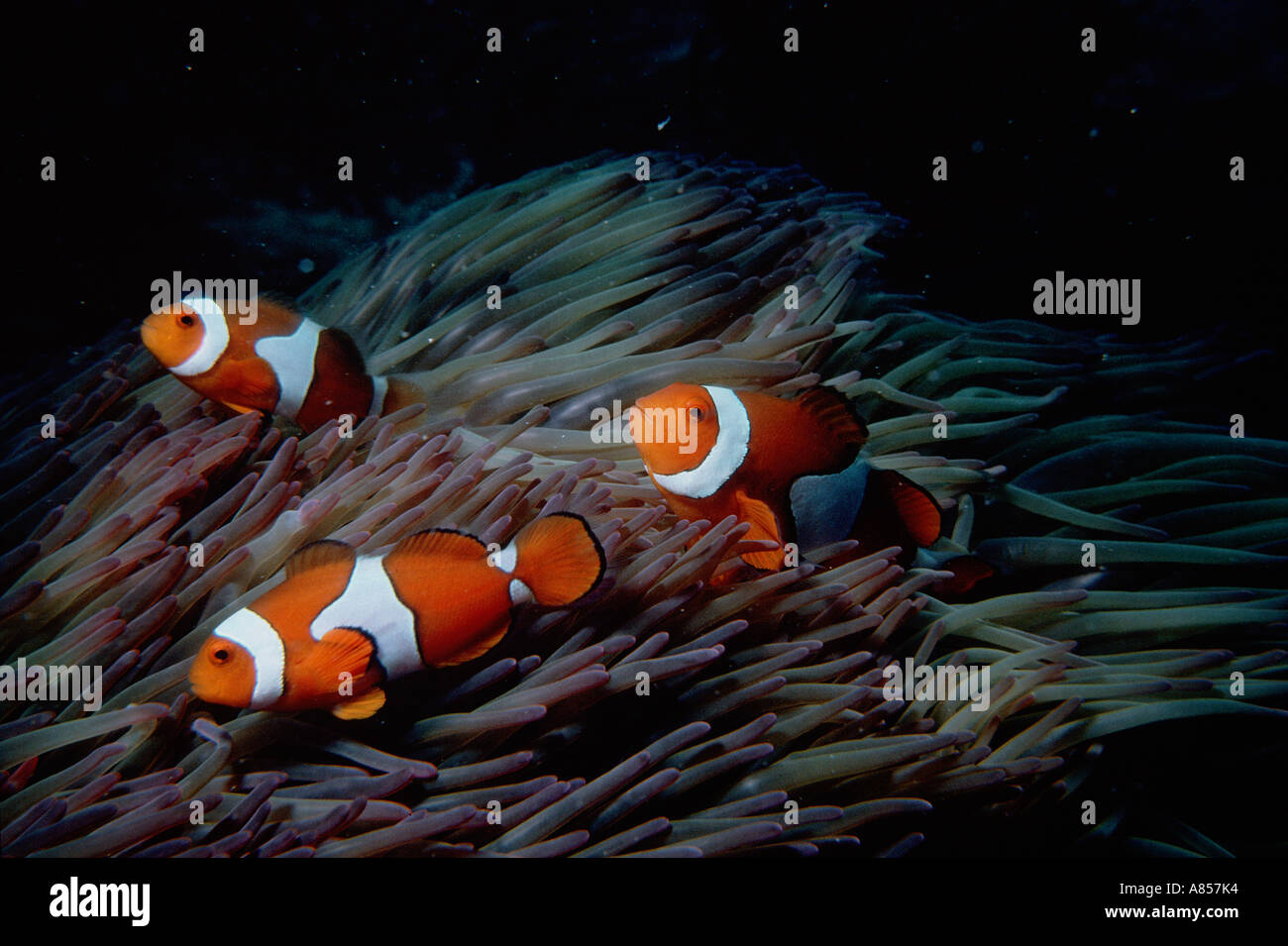 Clownfische in Symbiose mit Seeanemonen. Great Barrier Reef. Queensland. Australien Stockfoto
