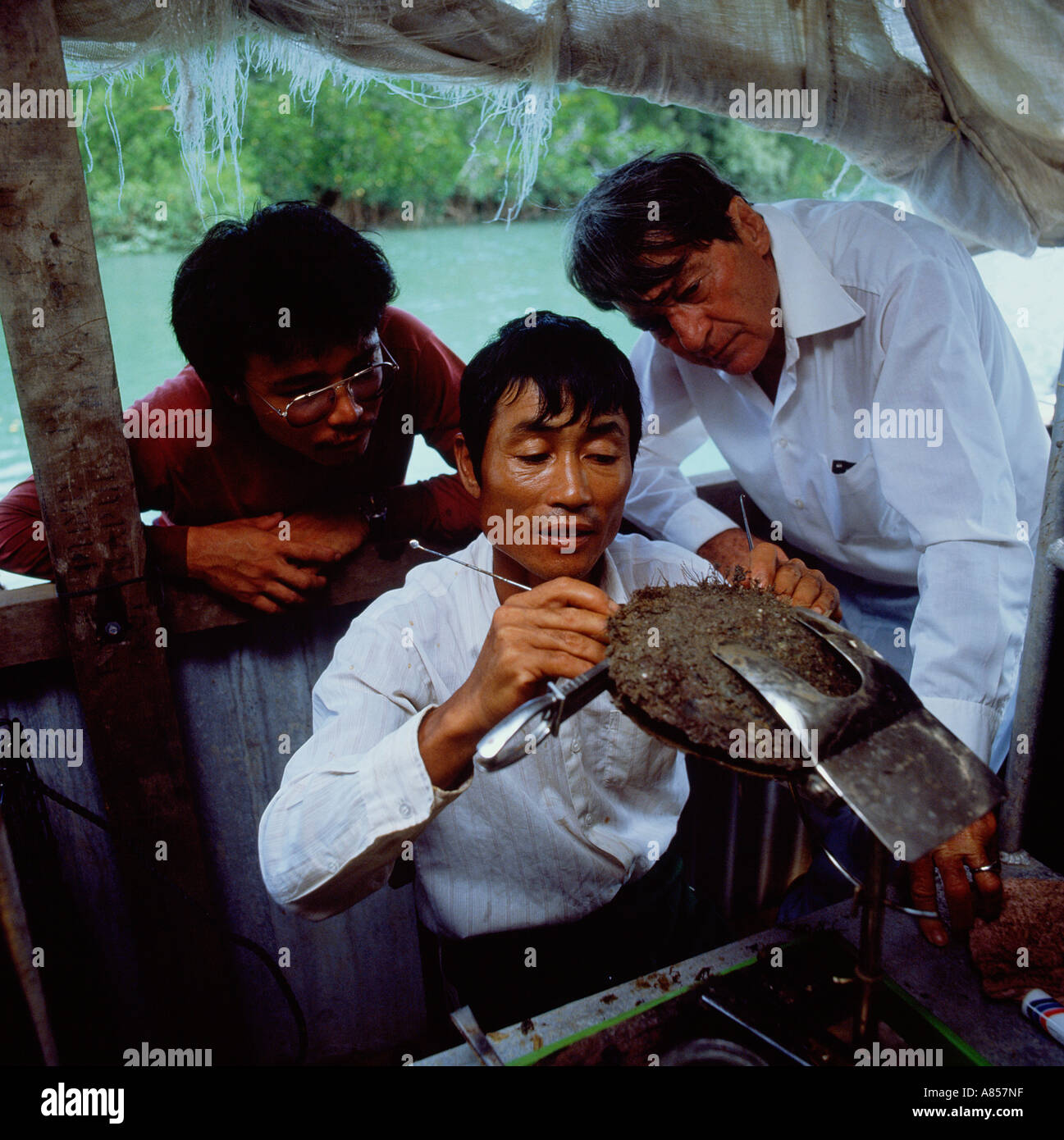 Japan. Perle Fischerei.  Outdoor-Nahaufnahme von drei Männern mit einem Mann, die Perle von großen Austernschale extrahieren. Stockfoto