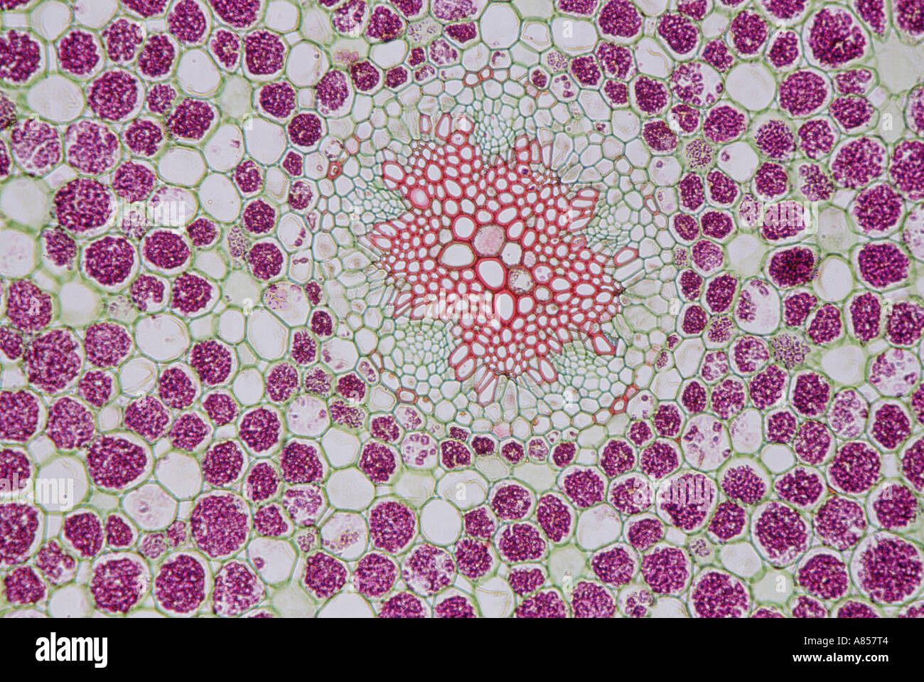 Scanning Electron Schliffbild (SEM) Pflanze Kreuz Abschnitt zeigen Zellen. Stockfoto