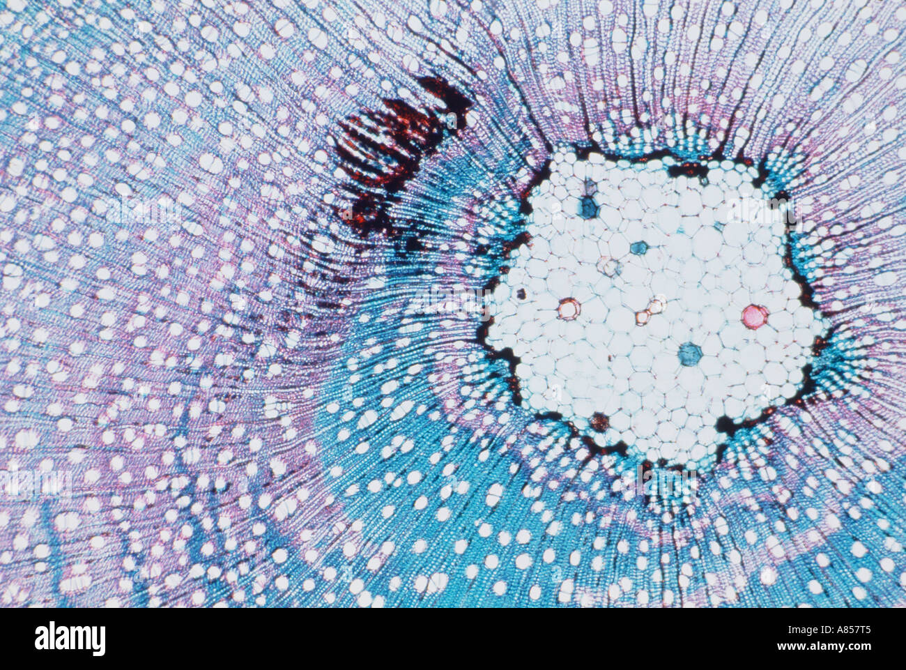 Scanning Electron Schliffbild (SEM) der Weide Baum Blatt Stängel Querschnitt. Stockfoto