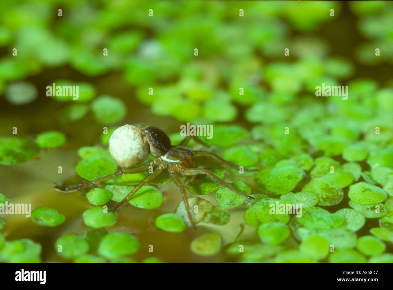 Wolfsspinne tragen ihr Ei Sac befestigt ihr Spinner Stockfoto