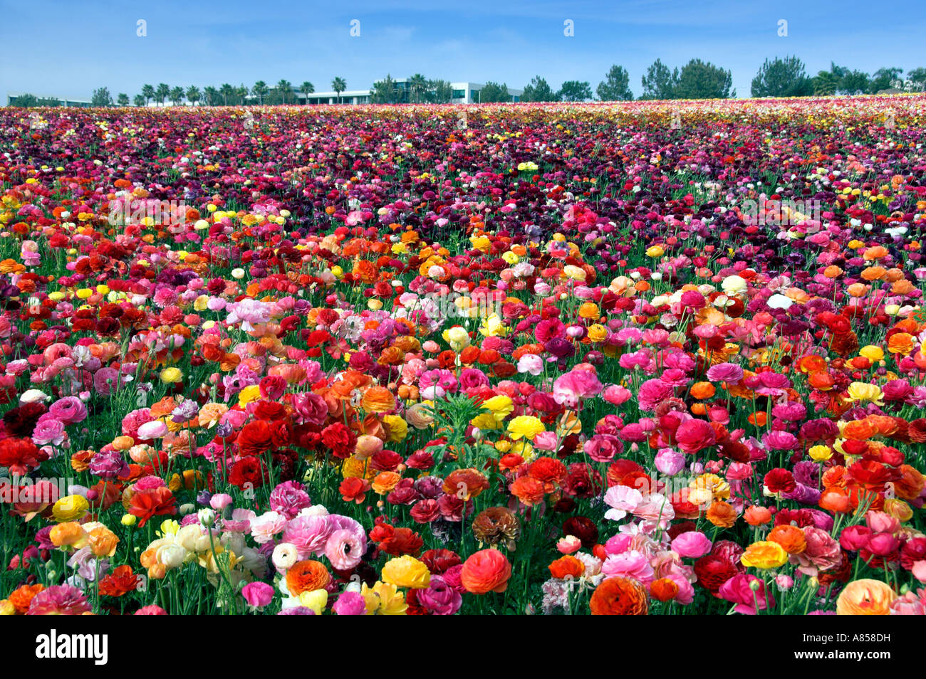 Die blumenfelder carlsbad Fotos und Bildmaterial in hoher Auflösung