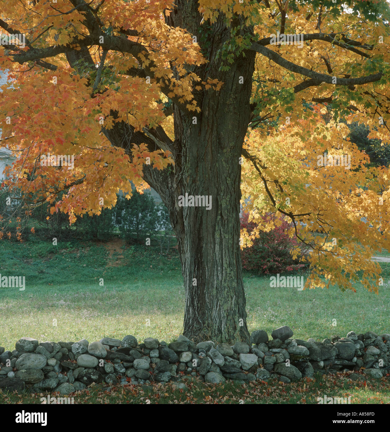 großer Baum mit Herbst Laub und Stein Wand in Vermont USA Neuengland Stockfoto