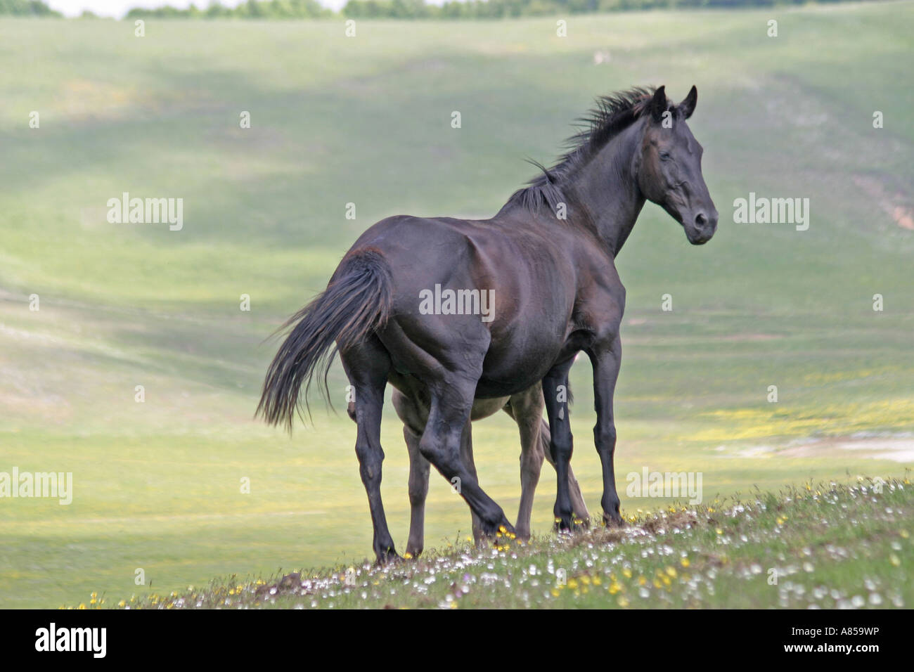 Eine Stute und ihr Fohlen bewegen sich frei auf den Weiden der Sibillini Nationalpark in der Provinz Le Marche in Italien Stockfoto