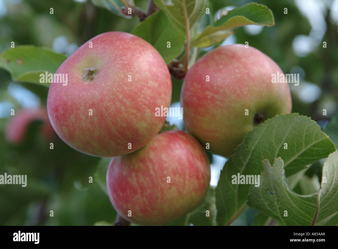 reife Äpfel auf dem Baum Stockfoto