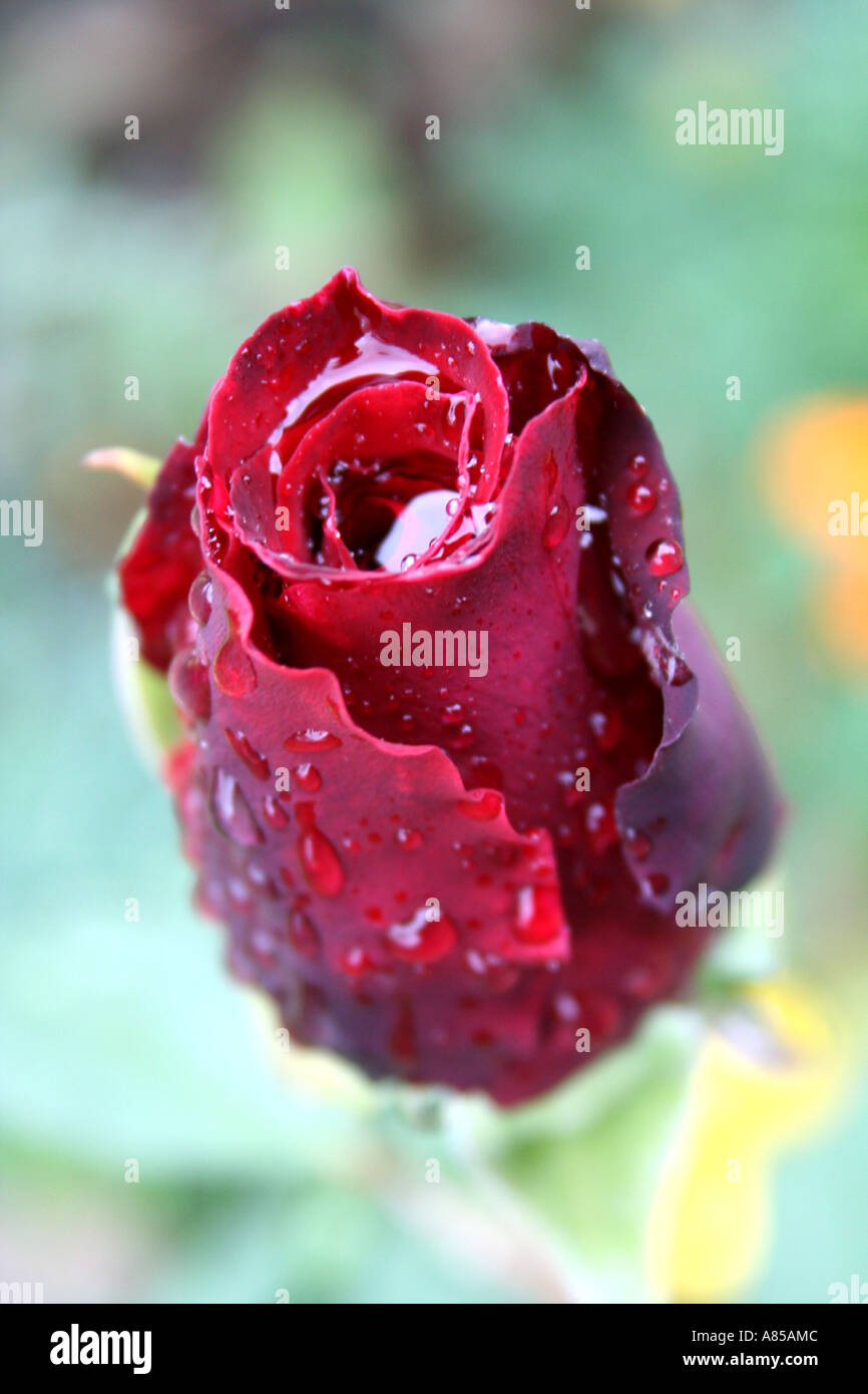 Rose und Regen - Unterart tiefes Geheimnis Stockfoto