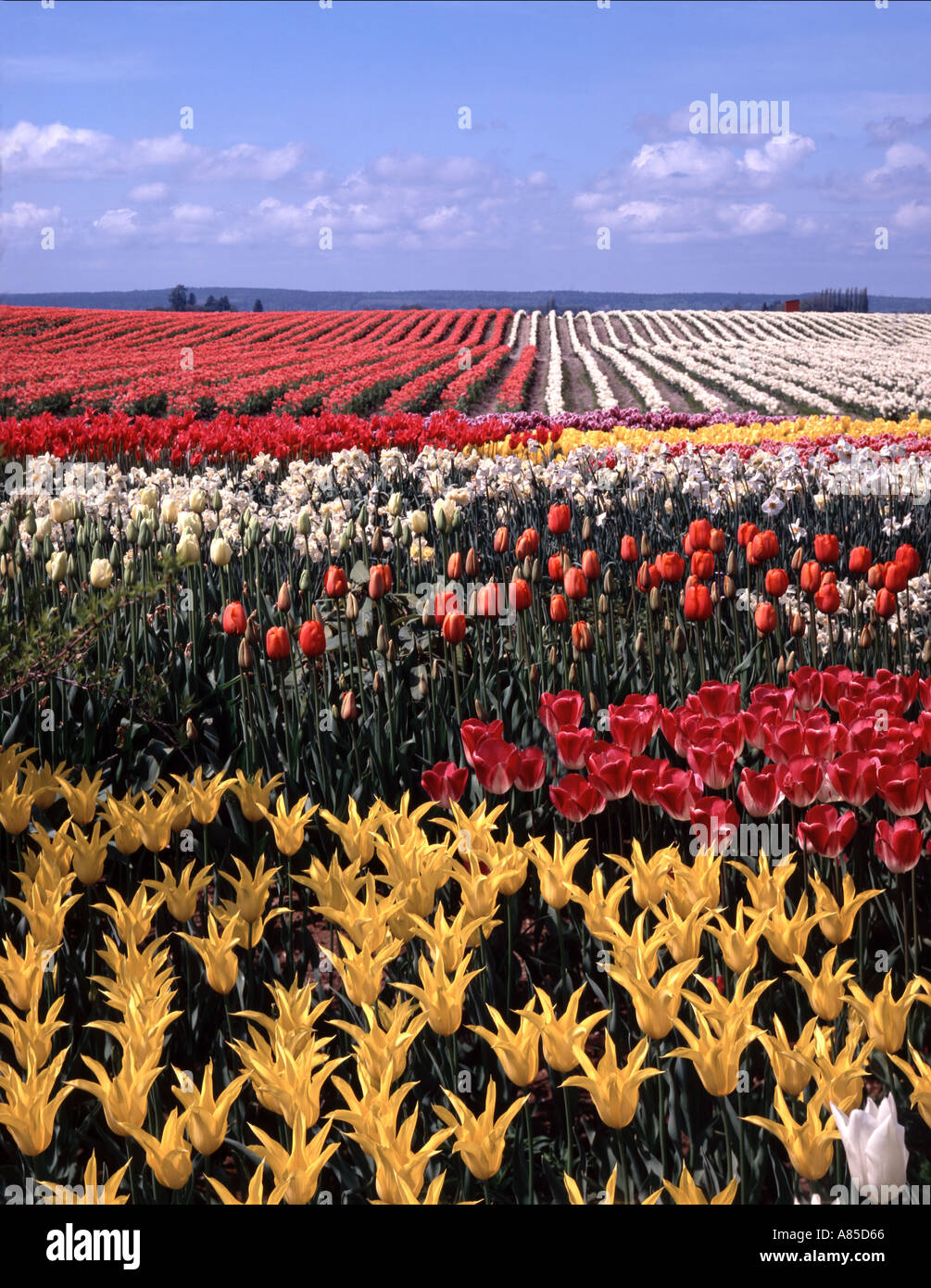 Tulpe Felder Roozengarda Tulpe Bauernhof im Skagit Valley am Mount Vernon Washington Stockfoto