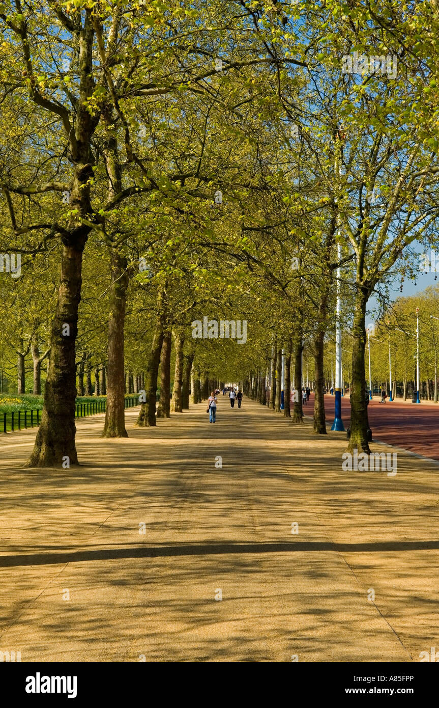 Allee der Bäume entlang der Mall London England Great Britain UK Frühjahr 2007 Stockfoto