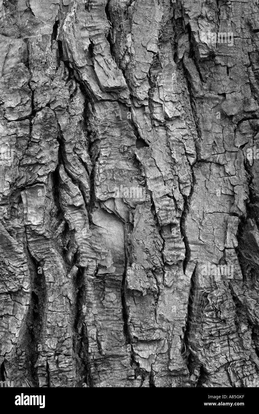 Eiche Baum Rinde Hintergrund Stockfoto