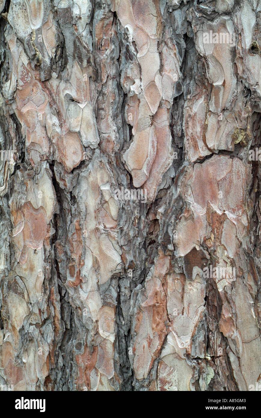 Kiefer Baum Rinde Hintergrund Stockfoto