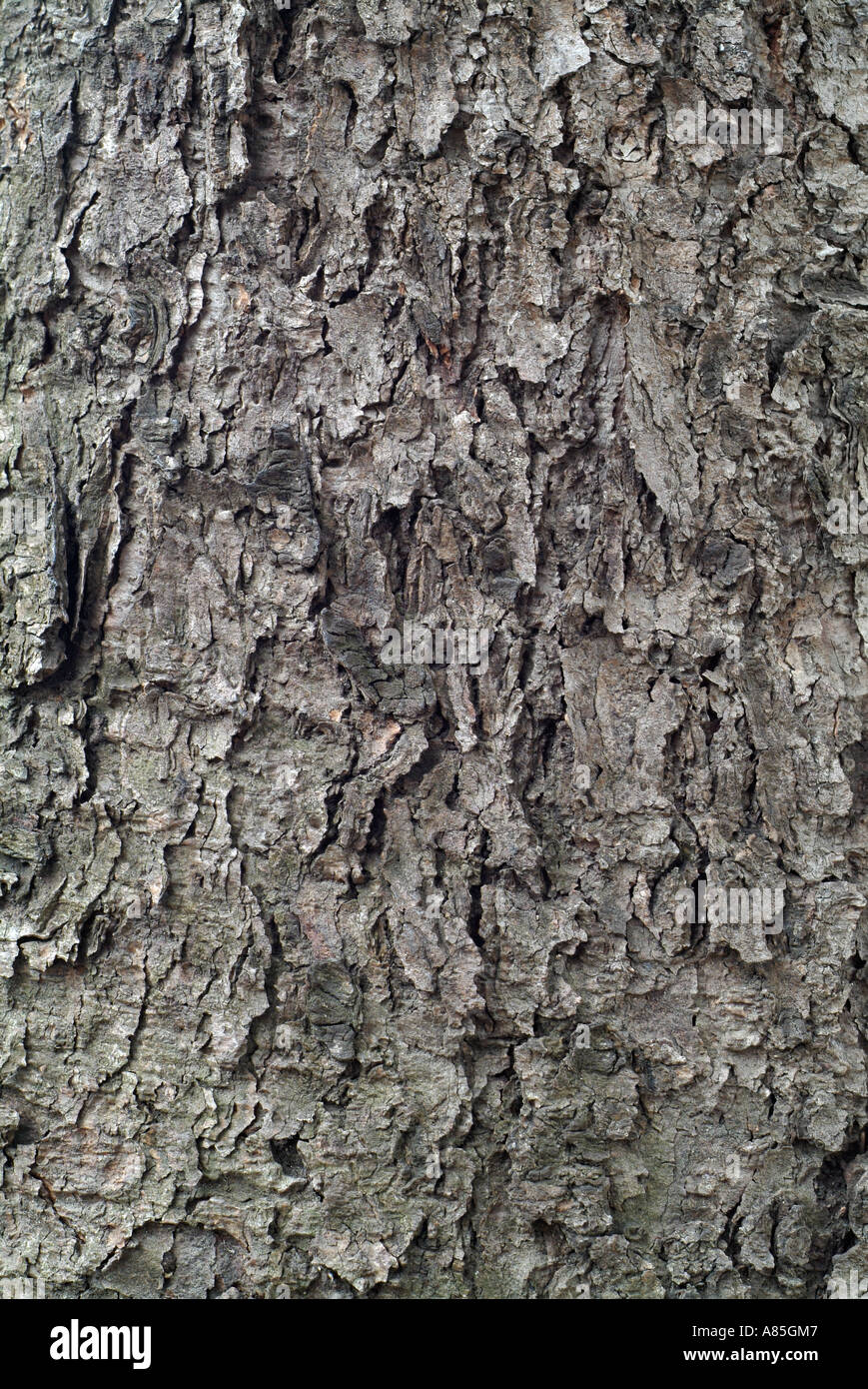 Baum-Rinde-Hintergrund Stockfoto