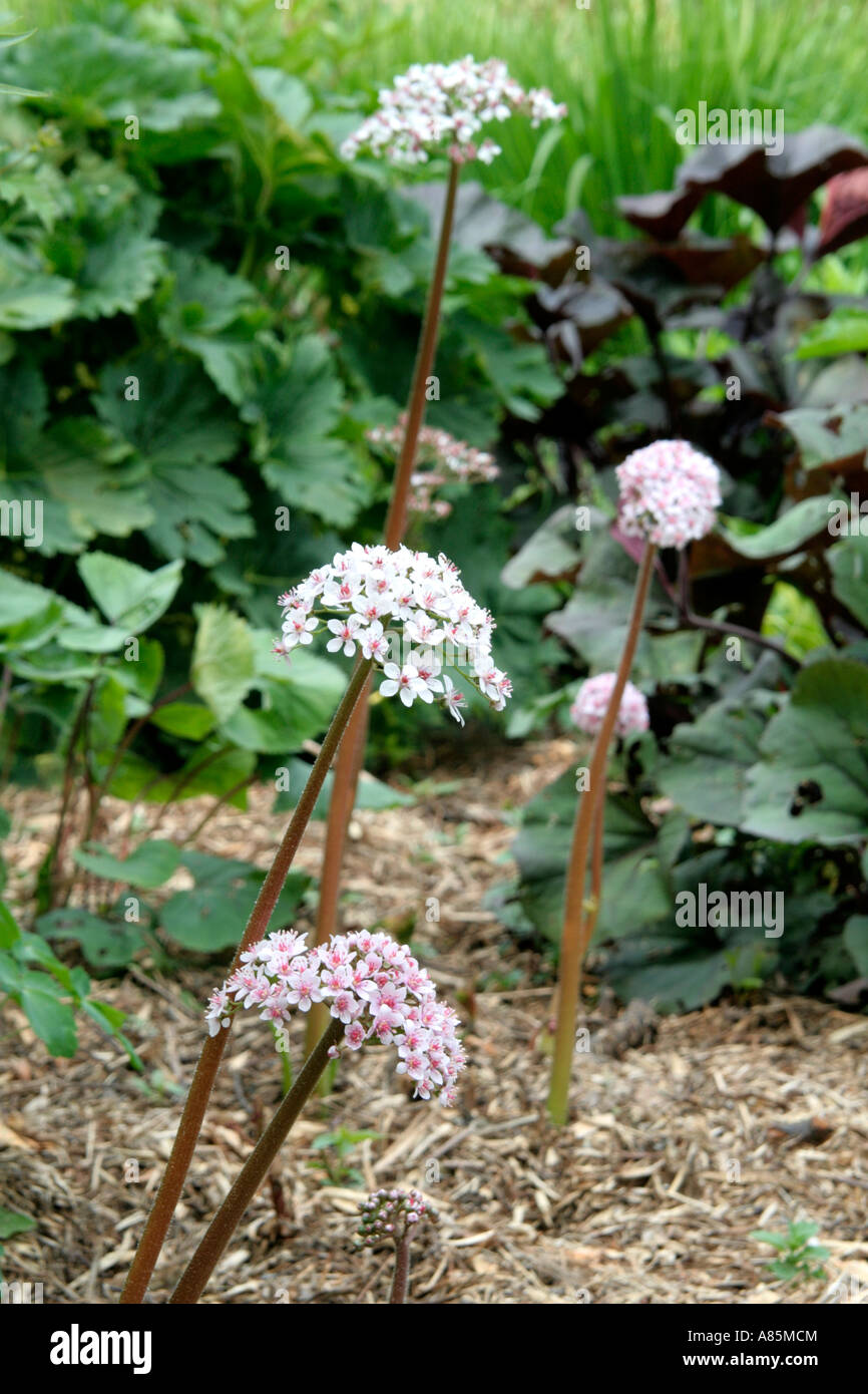 Darmera Peltata hat blasse rosa Blüten vor dem Laubaustrieb im April oder Anfang Mai Stockfoto