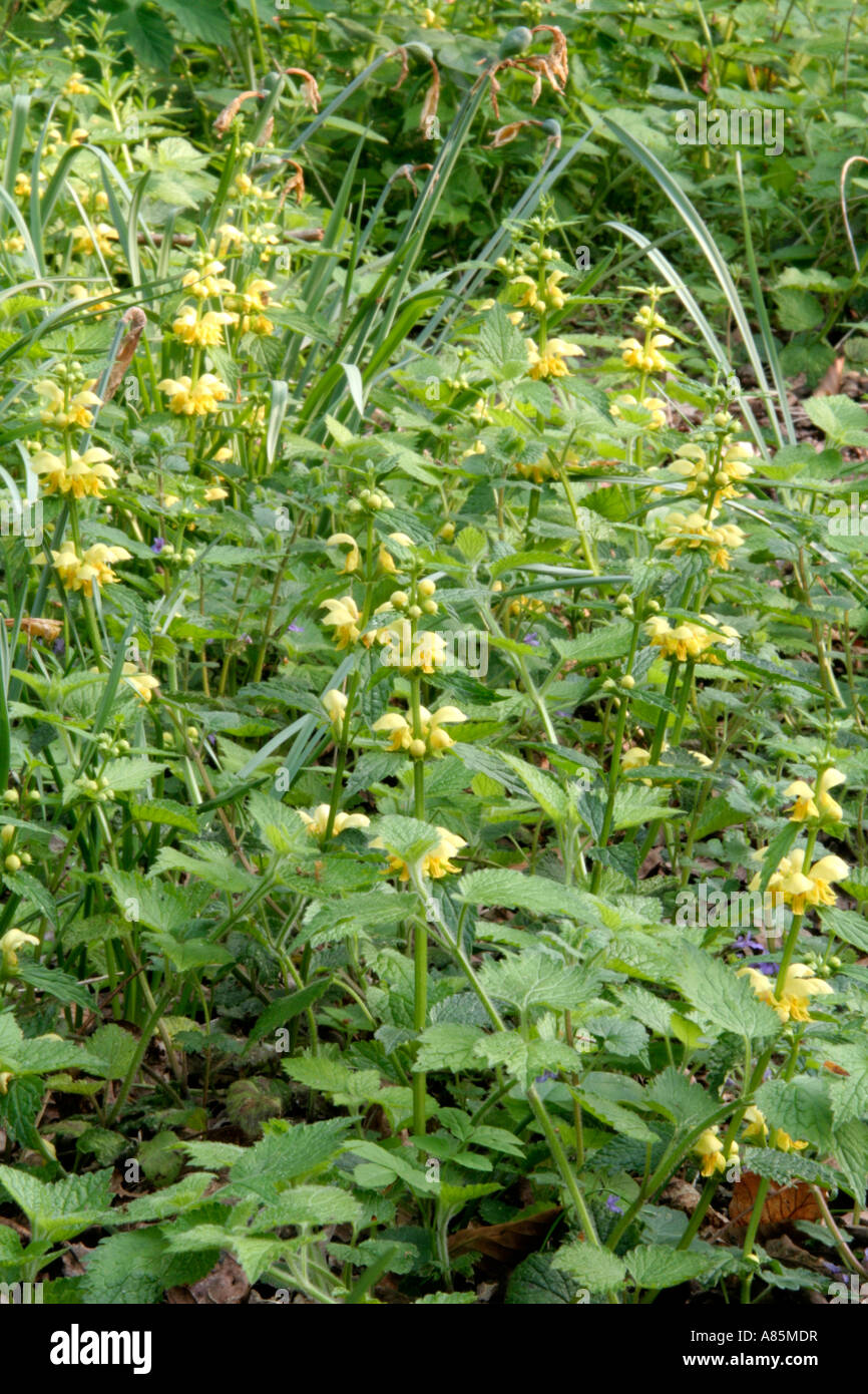 Gelbe Erzengel Lamiastrum Galeobdolon Devon mit der Seedheads Narcissus Pseudonarcissus unter Baumkronen Ende April Stockfoto