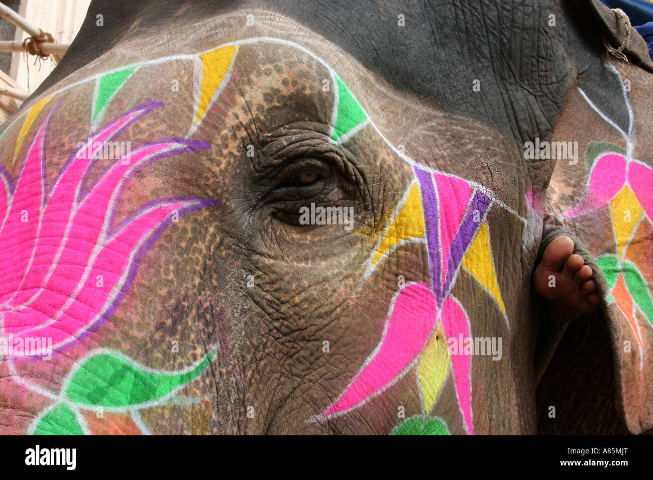Eine bemalte Elefanten mit den Zehen des Fahrers nur sichtbar unter seinem Ohr in Jaipur, Rajasthan, Indien. Stockfoto