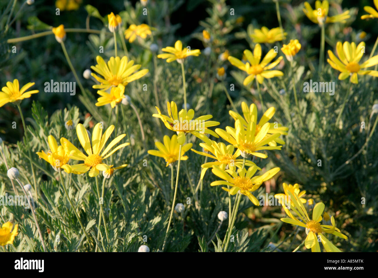 Euryops Actinobakterien hat hellen gelbe Margeriten, perfekt ergänzt durch silbrige Blätter Stockfoto