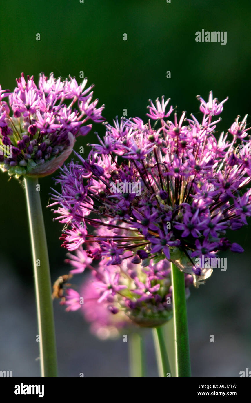 Allium Purple Sensation Fänge im Abendlicht Stockfoto