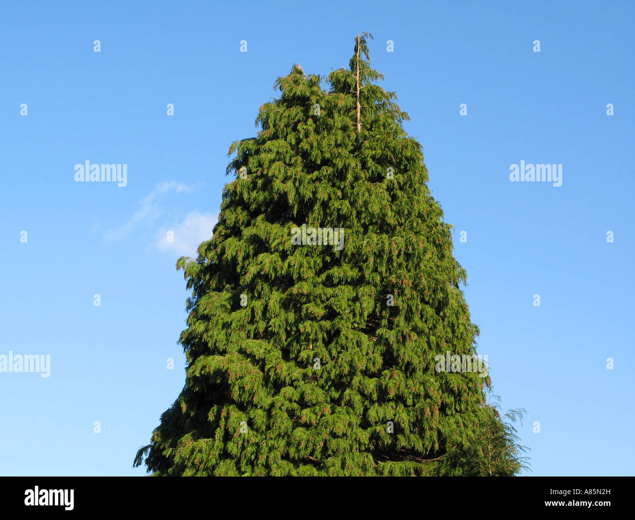 Leylandii Zypresse Nadelbaum in s Garten UK Stockfoto