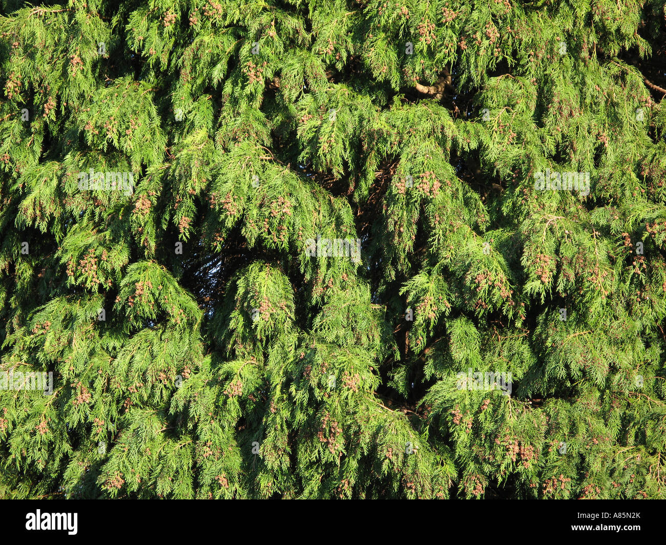 Leylandii Zypresse Nadelbaum in s Garten UK Stockfoto