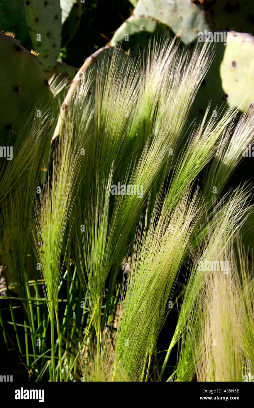Rasen Sie vor dem Hintergrund der Kaktus in Carlsbad, New Mexico Stockfoto