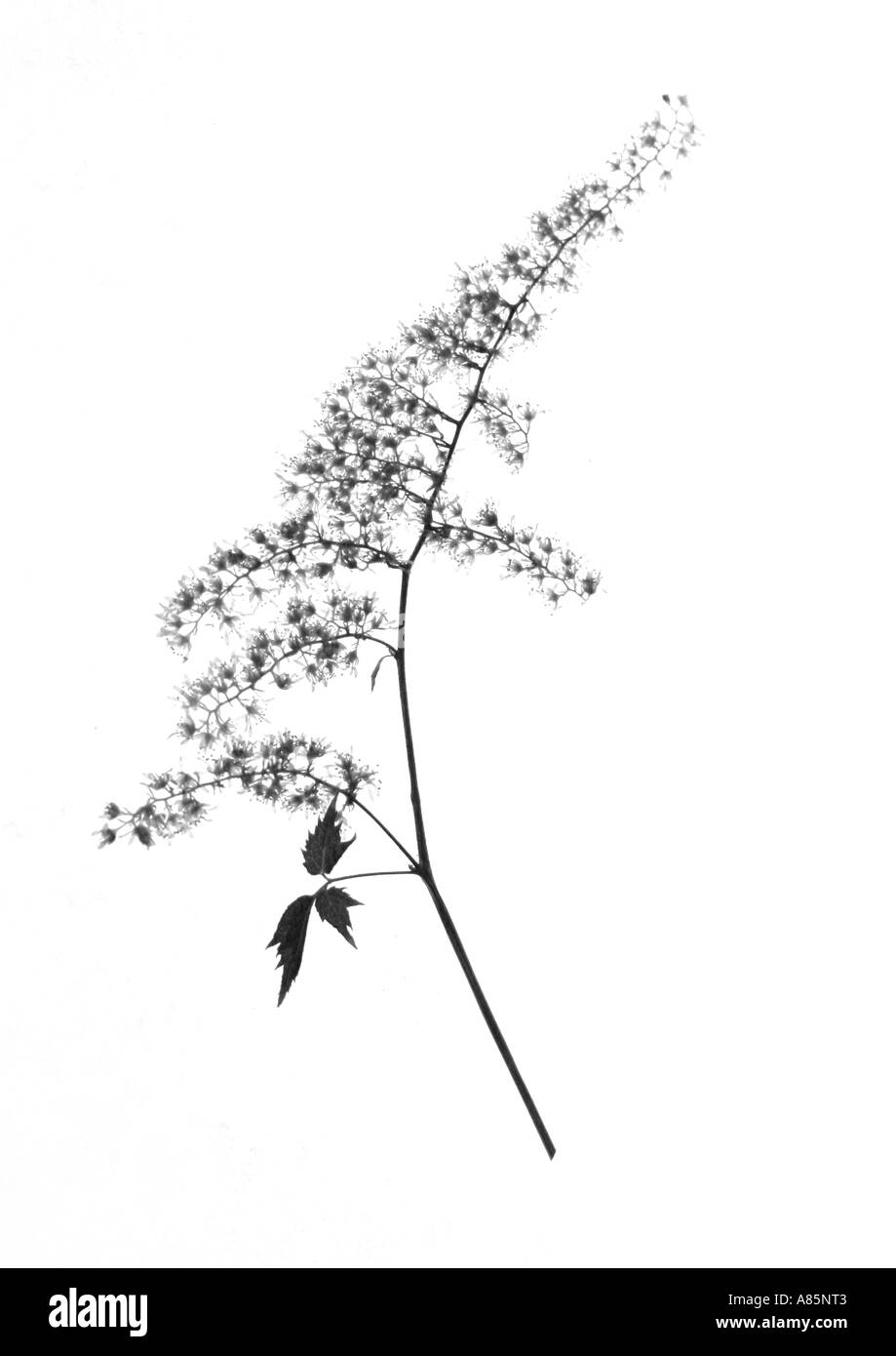 Astilbe Farn Blume (BW) Stockfoto