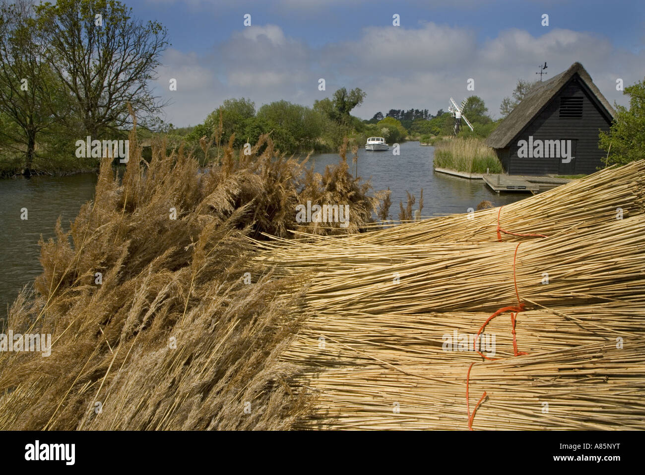 Schnitt Schilf River Ant Norfolk Broads kann UK Stockfoto