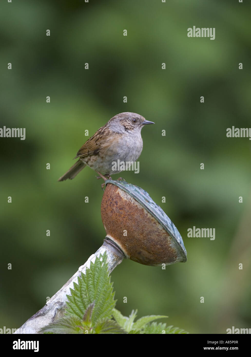 Die Hedge Sparrow oder Heckenbraunelle Prunella modularis Stockfoto