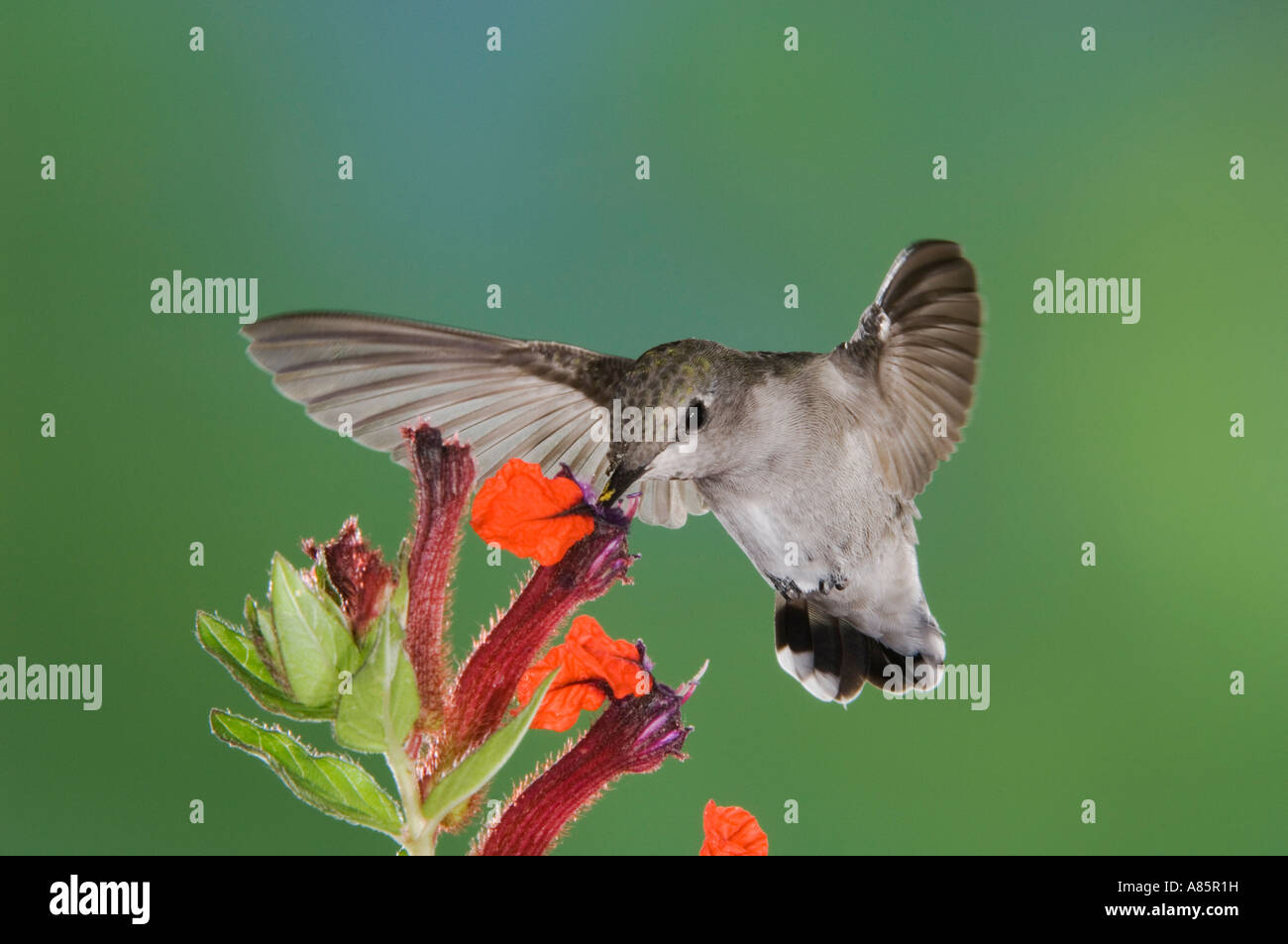 Annas Kolibris Calypte Anna Weibchen im Flug Fütterung auf Blume Tucson Arizona USA, September 2006 Stockfoto