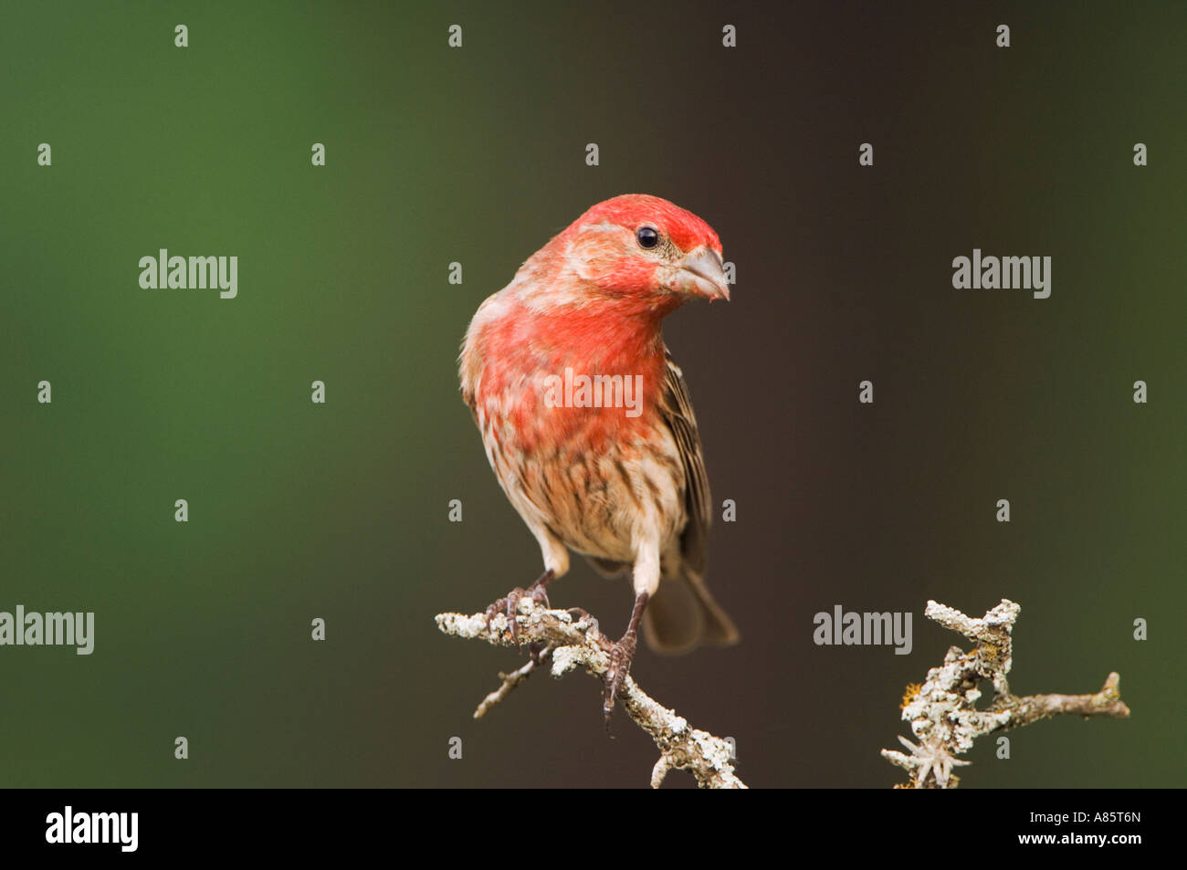 Haus Fink Carpodacus Mexicanus männlichen Uvalde County Texas Hill Country USA April 2006 Stockfoto