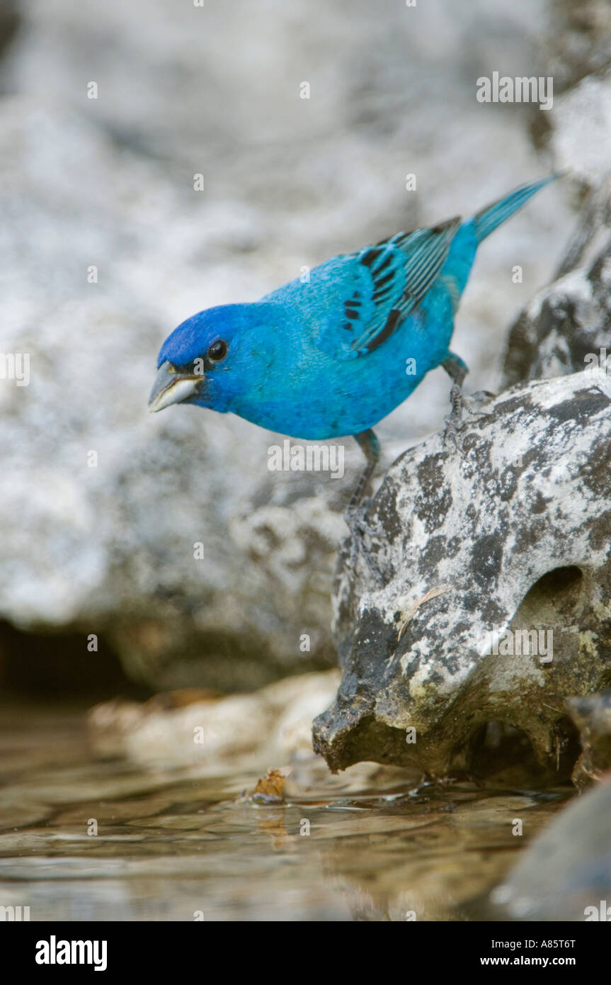 Indigo Bunting Passerina Cyanea männlichen Uvalde County Texas Hill Country USA April 2006 Stockfoto