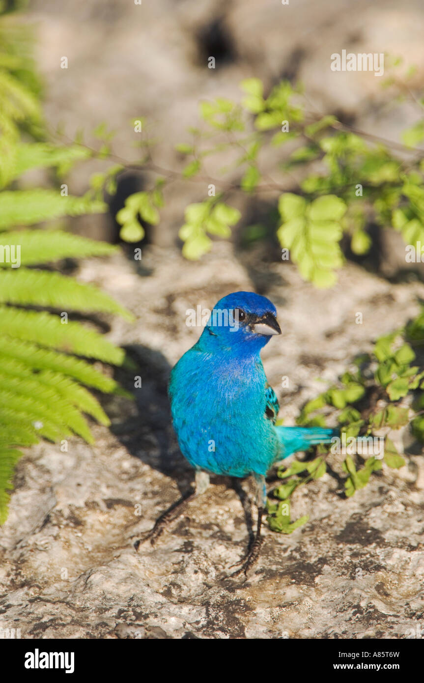 Indigo Bunting Passerina Cyanea männlichen Uvalde County Texas Hill Country USA April 2006 Stockfoto