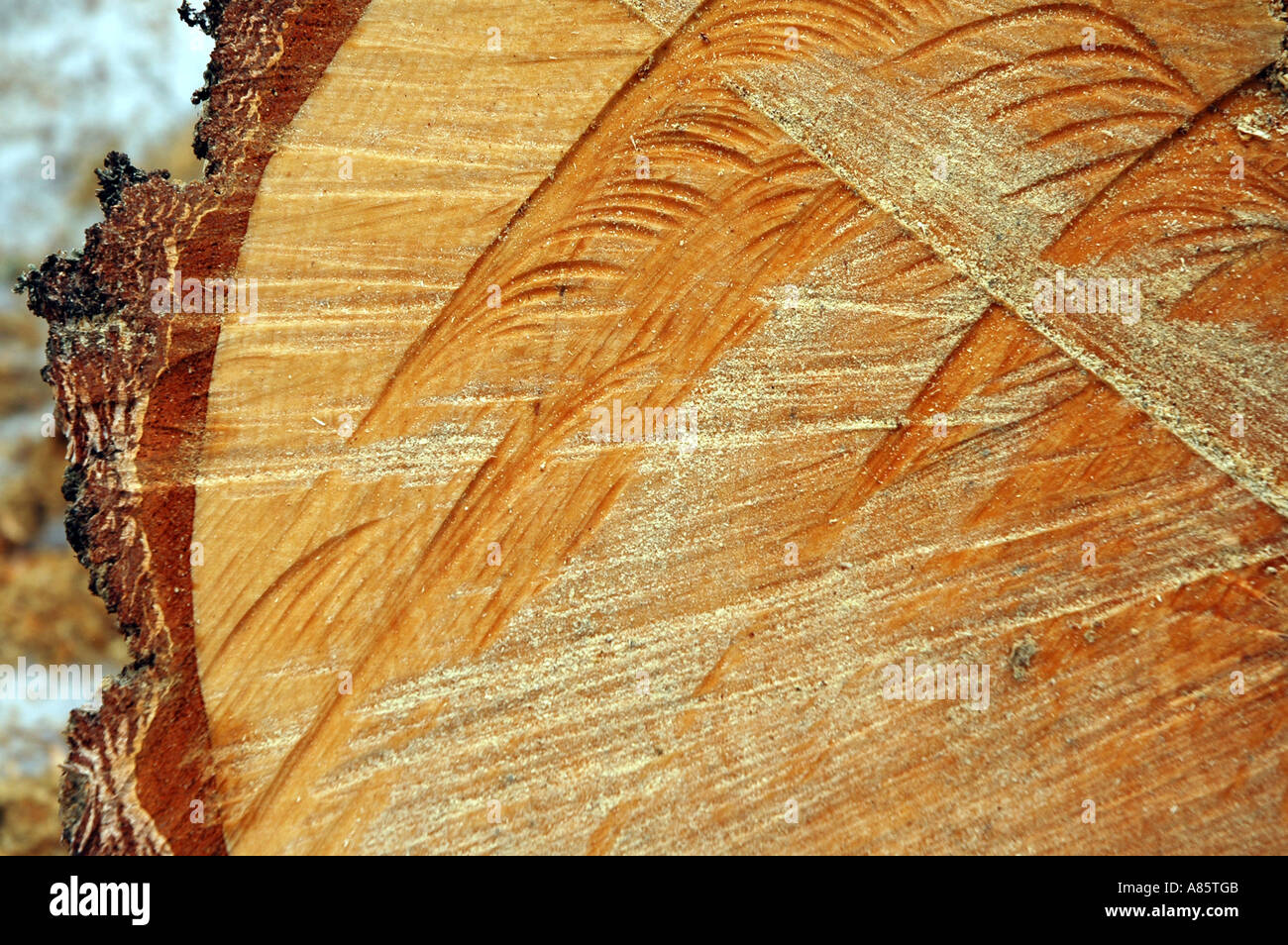 Stück des Baumes nach illegalen Holzeinschlag in polnischen Wald Stockfoto