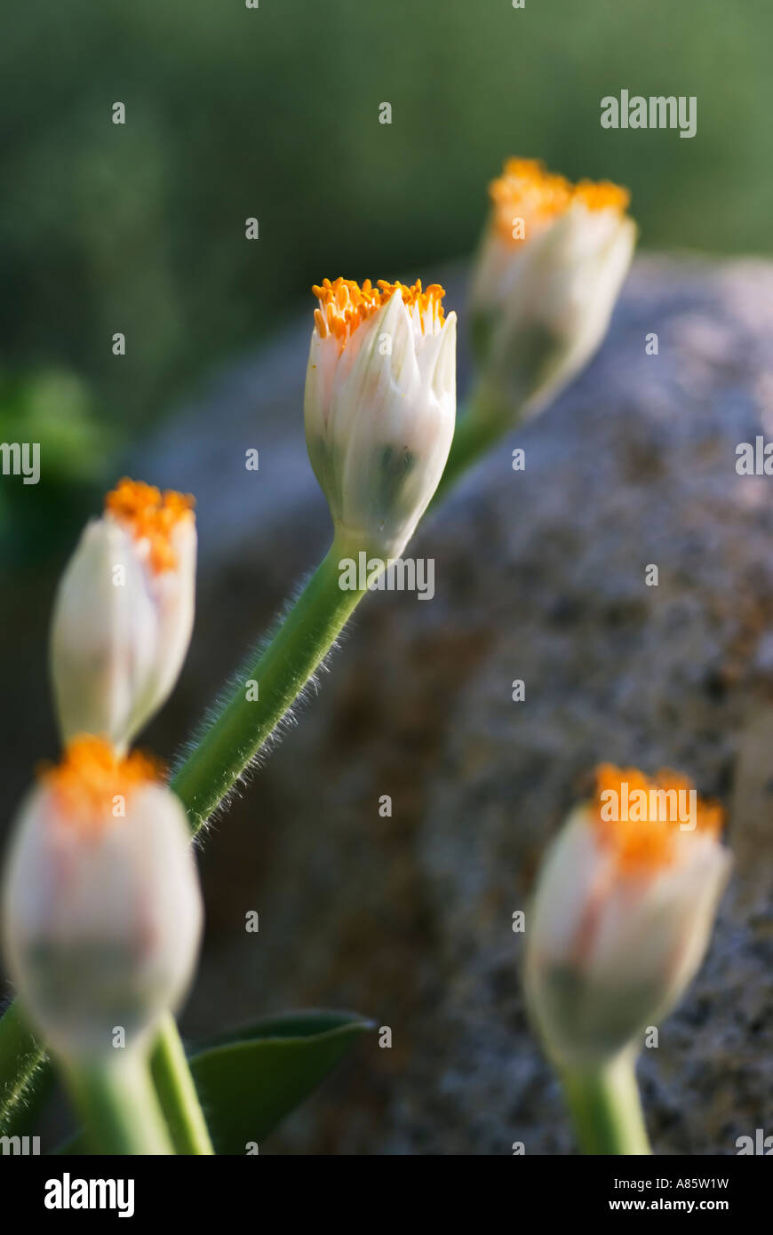 Eine Nahaufnahme von Haemanthus Pflanzen - Trivialnamen Blut Lily, Pinsel oder Fackel Lilie. Stockfoto