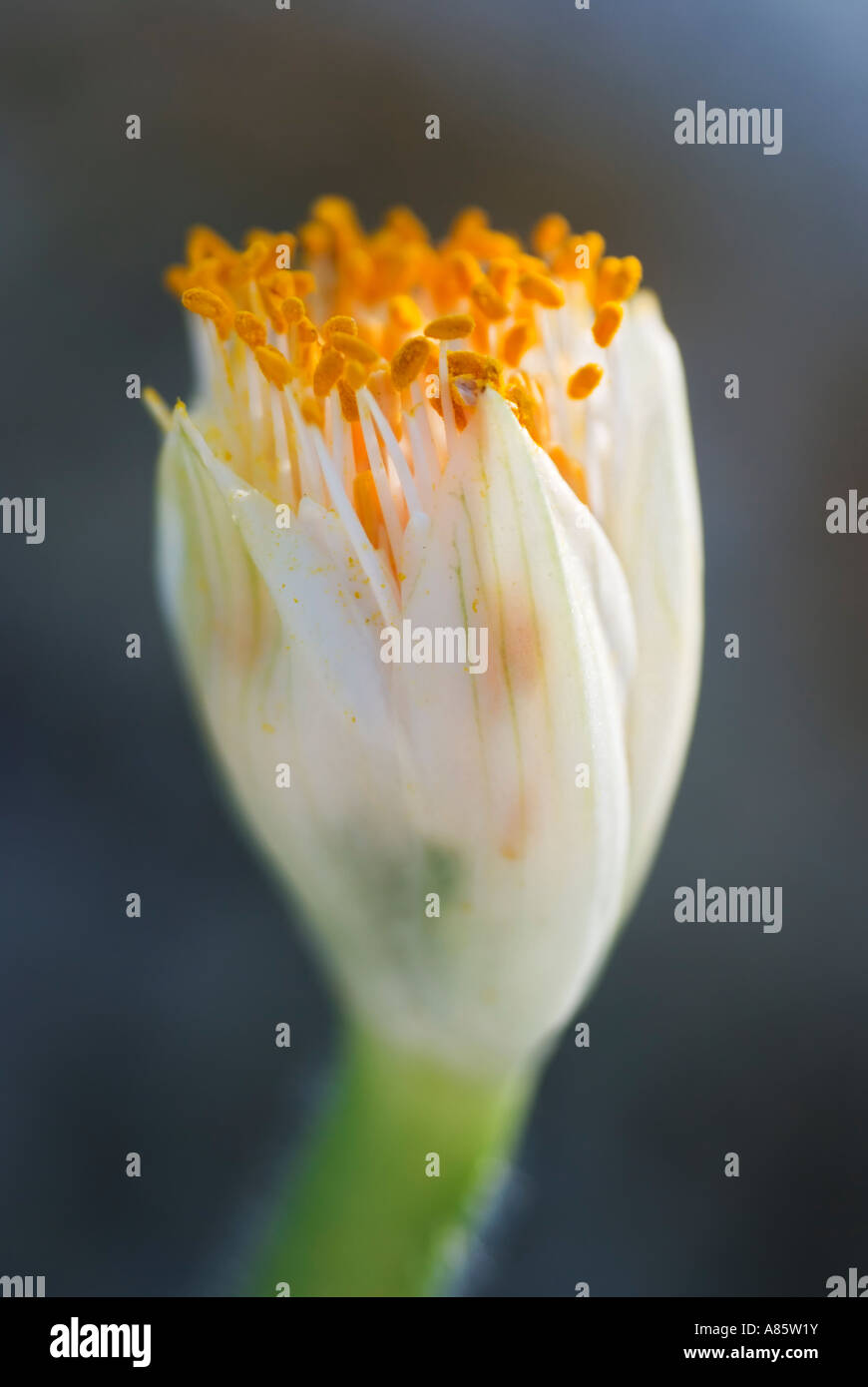 Eine Nahaufnahme einer Haemanthus Anlage - Trivialnamen Blut Lily, Pinsel oder Fackel Lilie. Stockfoto