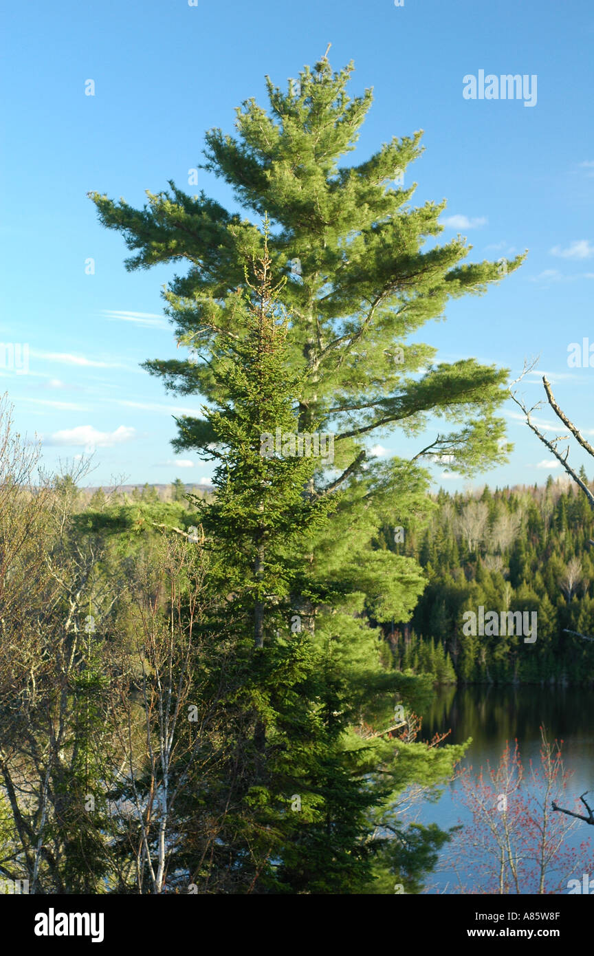 Einsamen Weymouthskiefer gegen blauen Himmel in borealen Wald der östlichen Kanada New Brunswick, Kanada Stockfoto