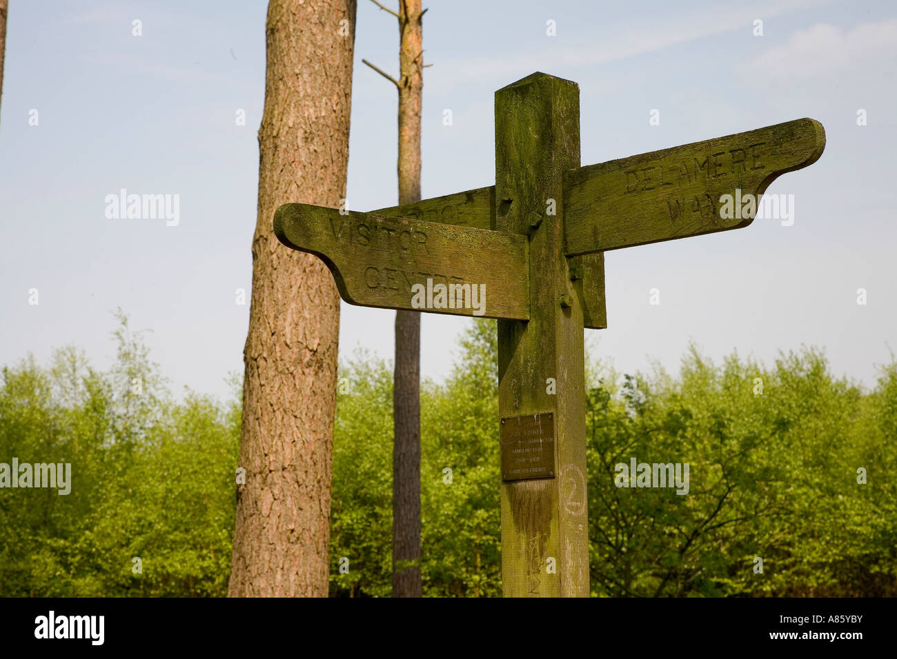 Delamere Wald Cheshire Stockfoto