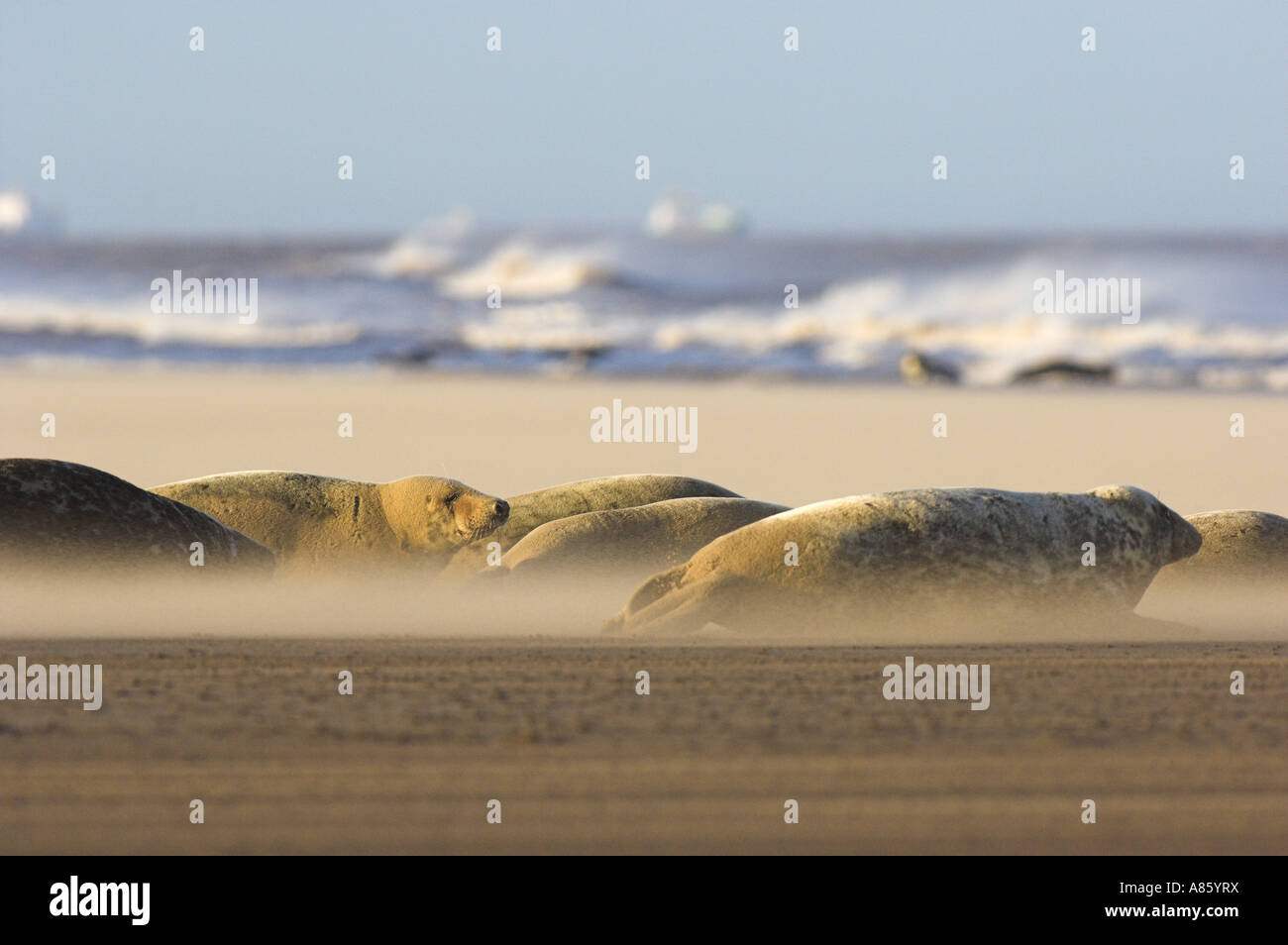 Graue Dichtung, Halichoerus Grypus, Weibchen und Welpen auf eine Sandbank in einem Sandsturm, England, UK. Stockfoto