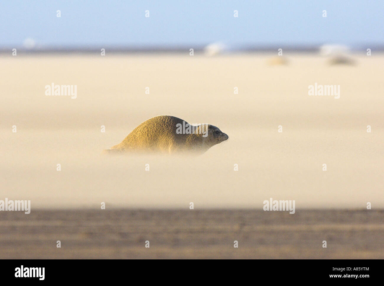 Graue Dichtung, Halichoerus Grypus, Welpen auf eine Sandbank in einem Sandsturm, England, UK. Stockfoto