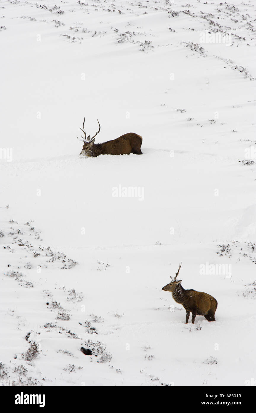 Zwei rote Hirsche im tiefen Schnee auf ein Moor, in der Nähe von Braemar in den Cairngorms, Schottland. Stockfoto