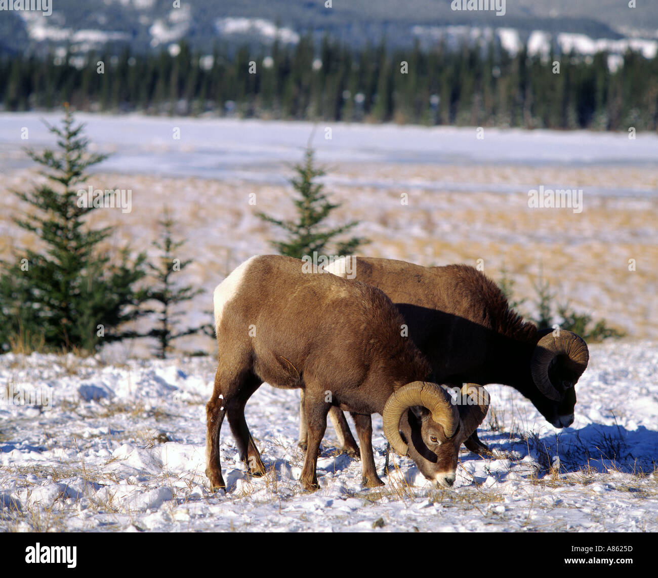 Bighorn Schafe Ovis Canadensis Jasper Nationalpark Alberta Kanada Stockfoto